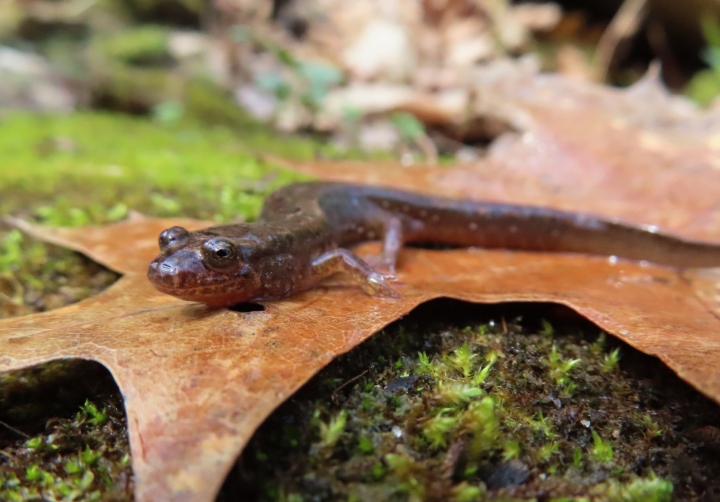 Dusky Salamander